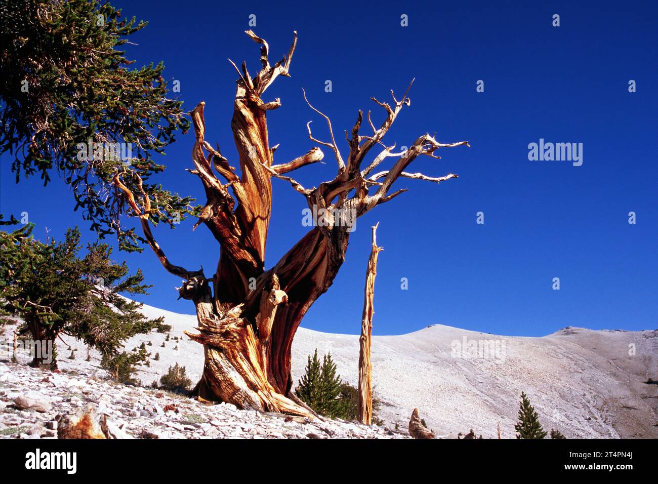 Bristlecone Kiefer bei Patriarch Grove, Ancient Bristlecone Pine Forest, alten Bristlecone National Scenic Byway, Inyo National Forest, Kalifornien Stockfoto