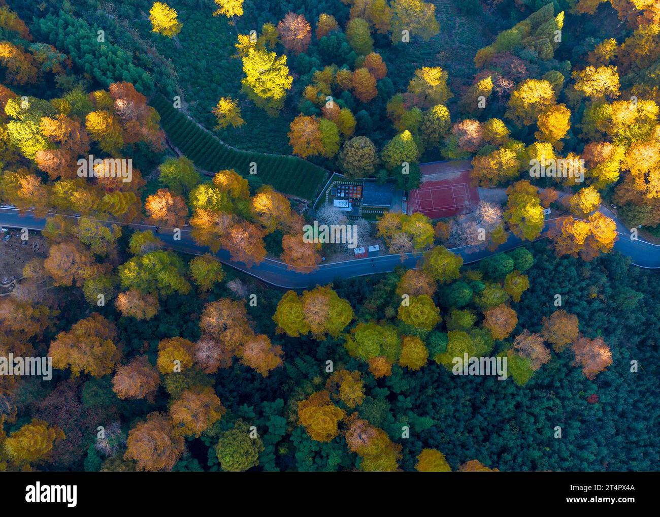 (231101) -- ANJI, 1. November 2023 (Xinhua) -- dieses Luftbild, aufgenommen am 1. November 2023, zeigt die Herbstansicht des Jinqiansong Parks im County Anji, Stadt Huzhou, ostchinesische Provinz Zhejiang. (Foto: Xia Pengfei/Xinhua) Stockfoto