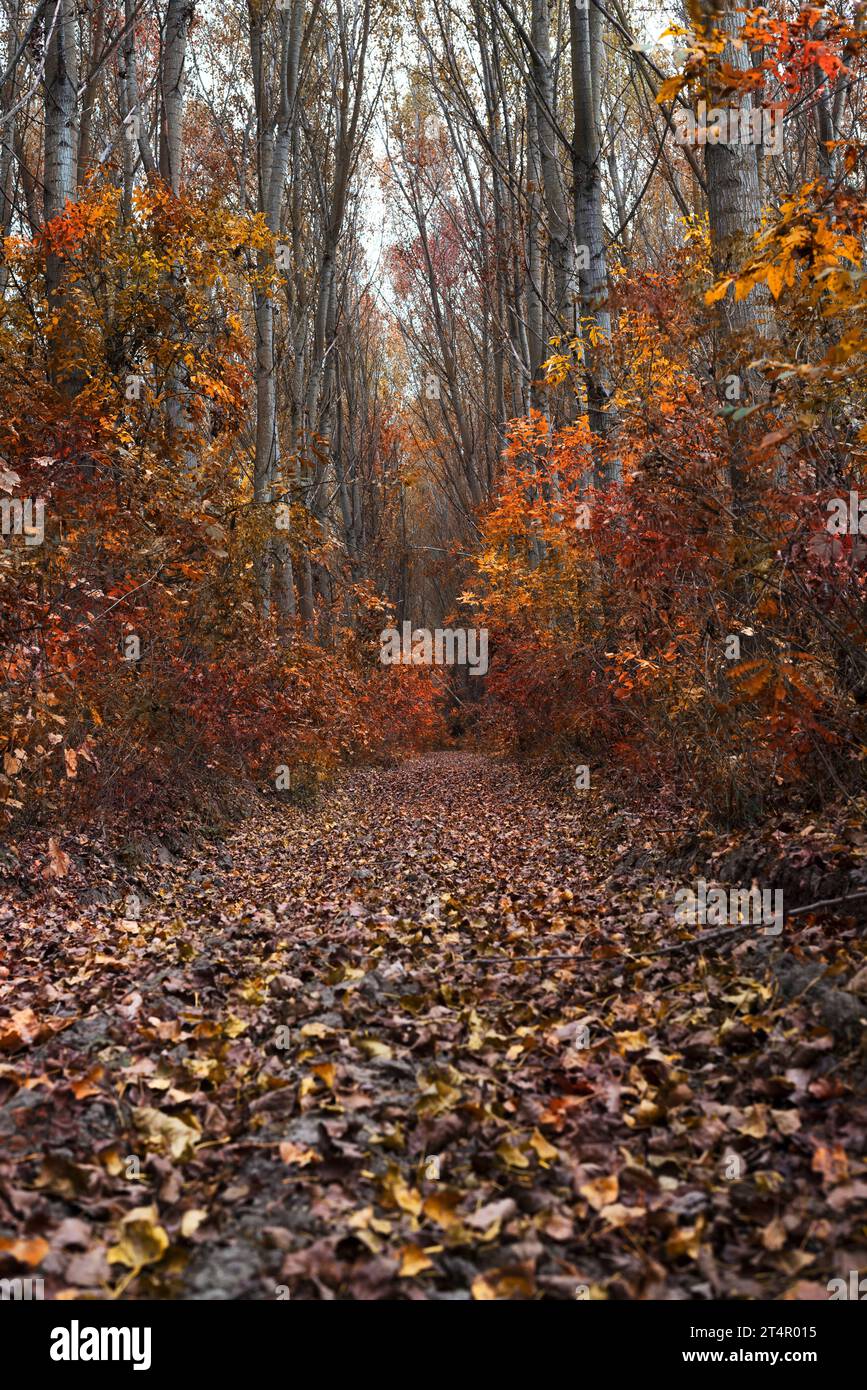 Herbstliche Waldlandschaft. Buntes Laub auf Bäumen und Gras. Erstaunliche Wälder. Die Landschaft fällt. Wunderschöner Wald am Morgen. Stockfoto