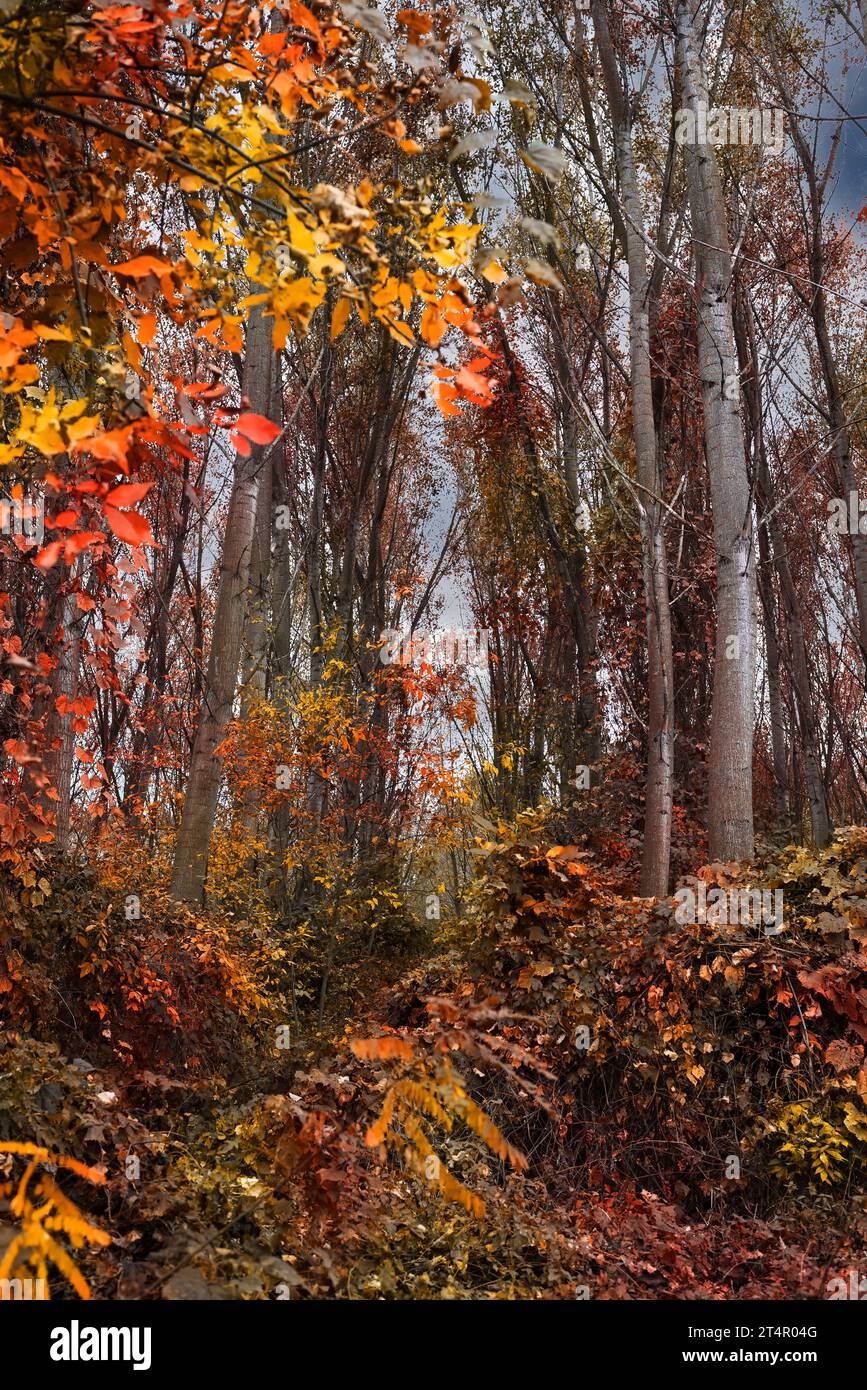 Herbstliche Waldlandschaft. Buntes Laub auf Bäumen und Gras. Erstaunliche Wälder. Die Landschaft fällt. Wunderschöner Wald am Morgen. Stockfoto