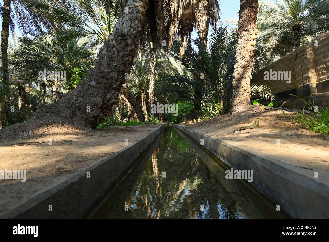 Bewässerungskanal in der Alain Dates Farm in Abu Dhabi Stockfoto