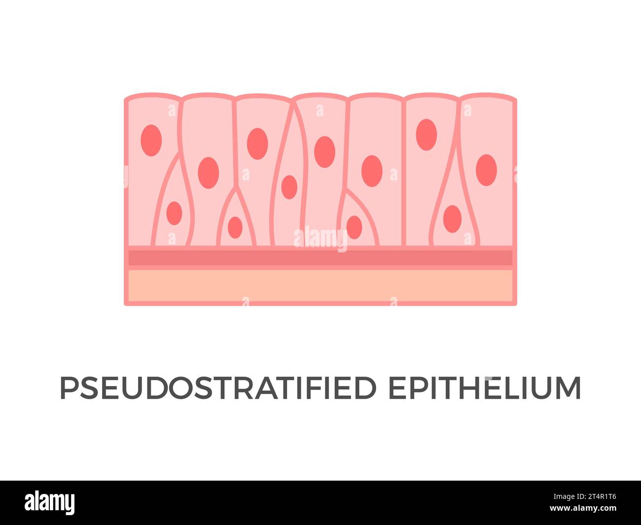 Pseudostratifiziertes Epithel. Epitheliale Gewebetypen. Einzelne Zellschicht. Jede Zelle hat Kontakt mit der Basalmembran. Vektor Stock Vektor