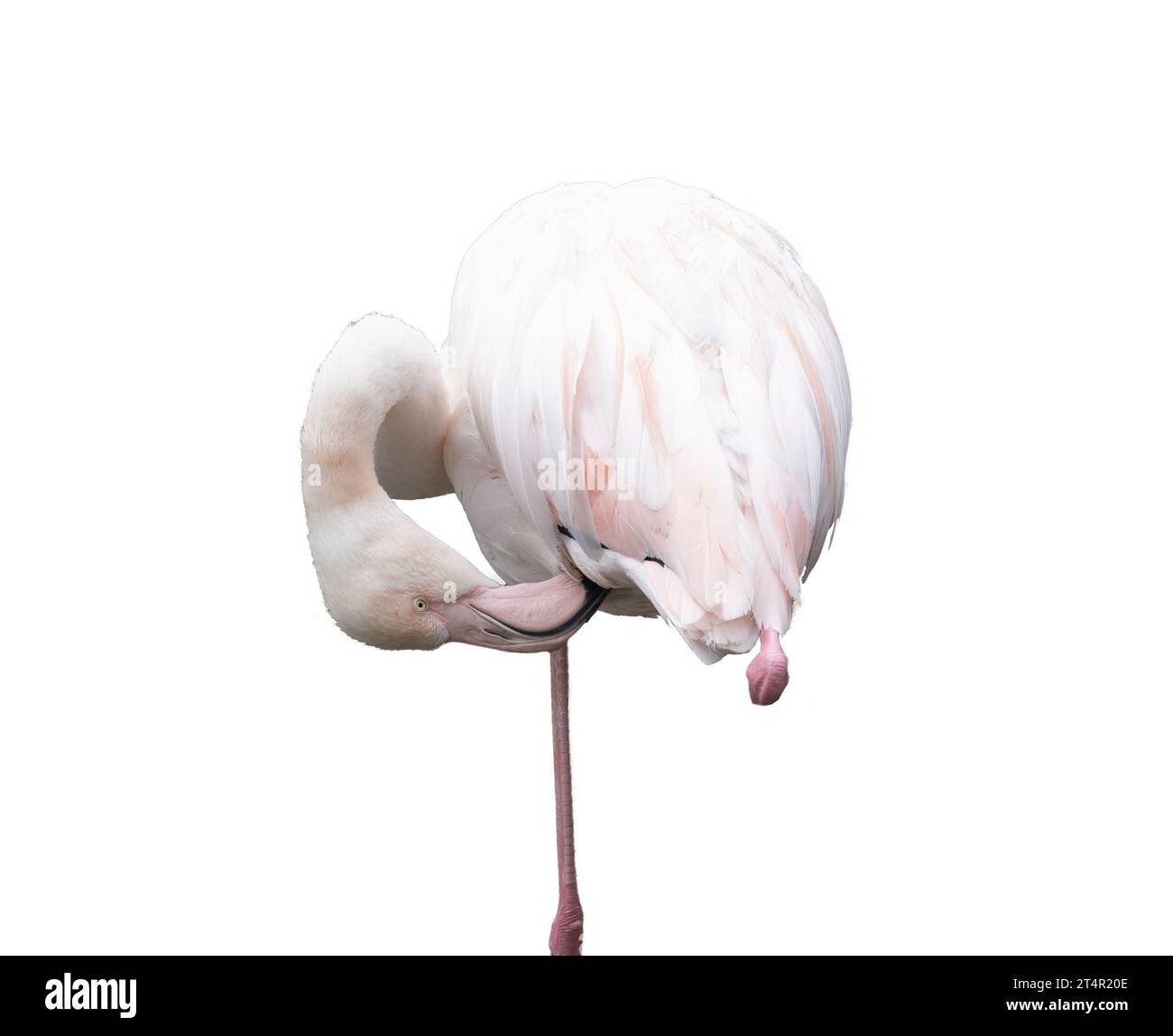 Europäischer rosafarbener Flamingo auf transparentem Hintergrund Stockfoto