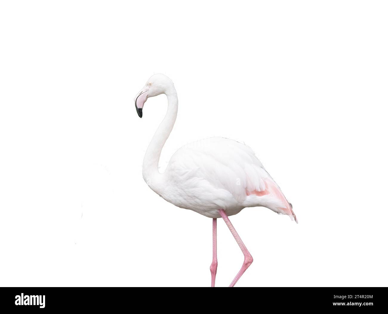 Europäischer rosafarbener Flamingo auf transparentem Hintergrund Stockfoto