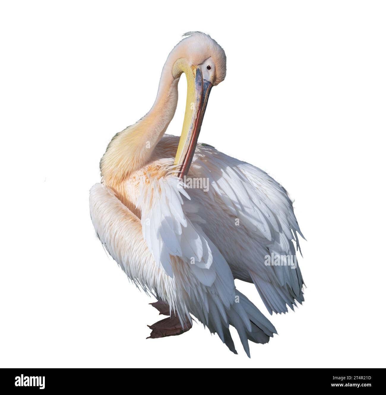 Ein Pelikan auf transparentem Hintergrund Stockfoto
