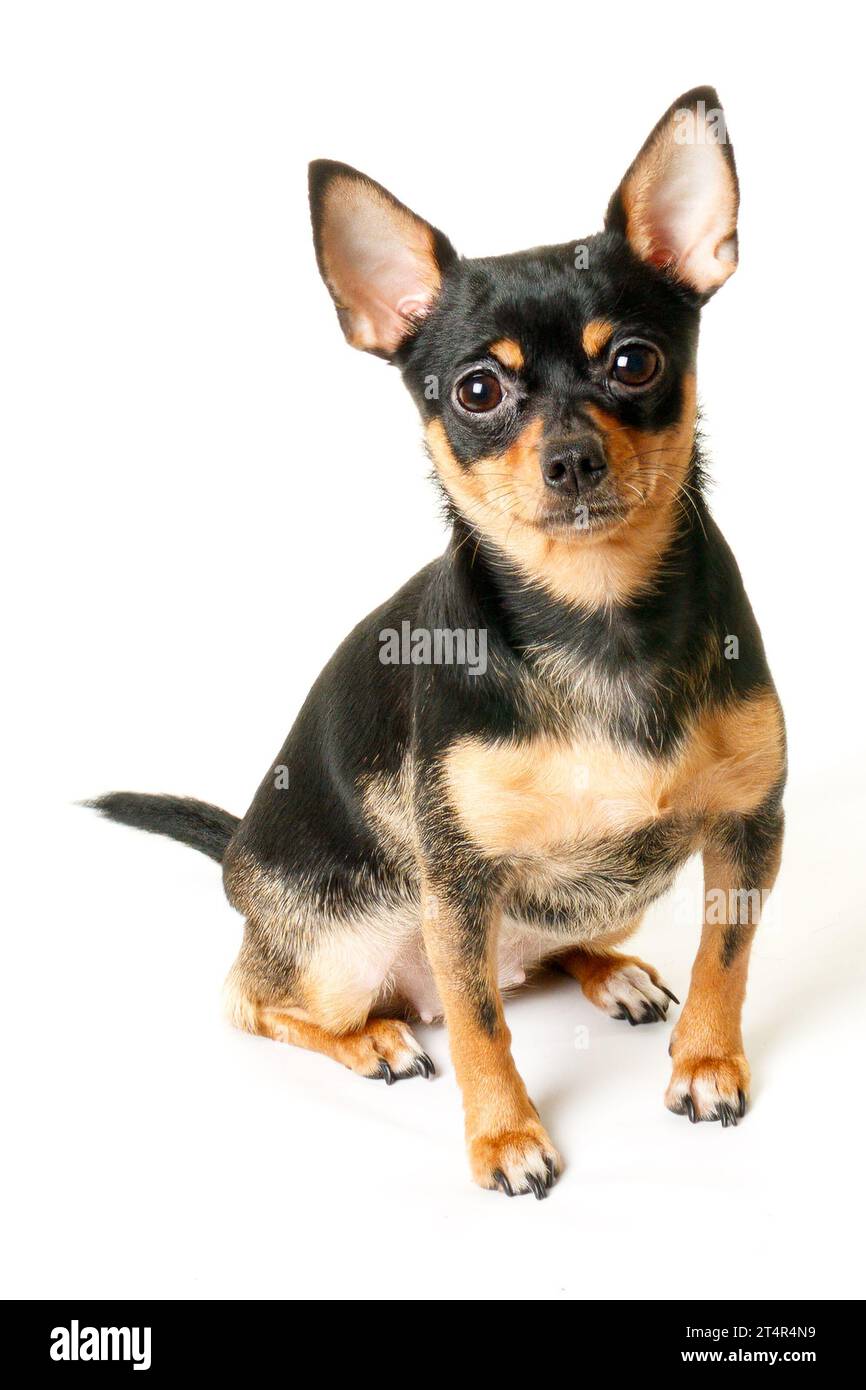 Niedliches schwarzes und braunes weibliches Chihuahua Welpen-Hundesprait isoliert auf weißem Hintergrund Stockfoto