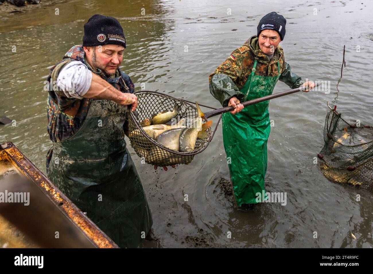 Zwei Fischer mit einem Netz voller Spiegelkarpfen. Wiesau (VGem), Deutschland Stockfoto
