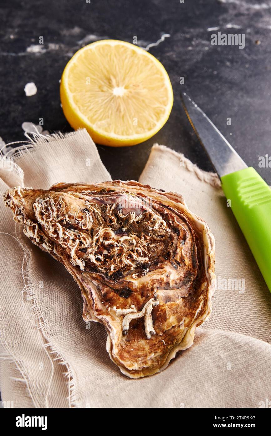 Frische geschlossene Auster, Austernschneckenmesser und Zitrone auf schwarzem Marmorhintergrund Stockfoto