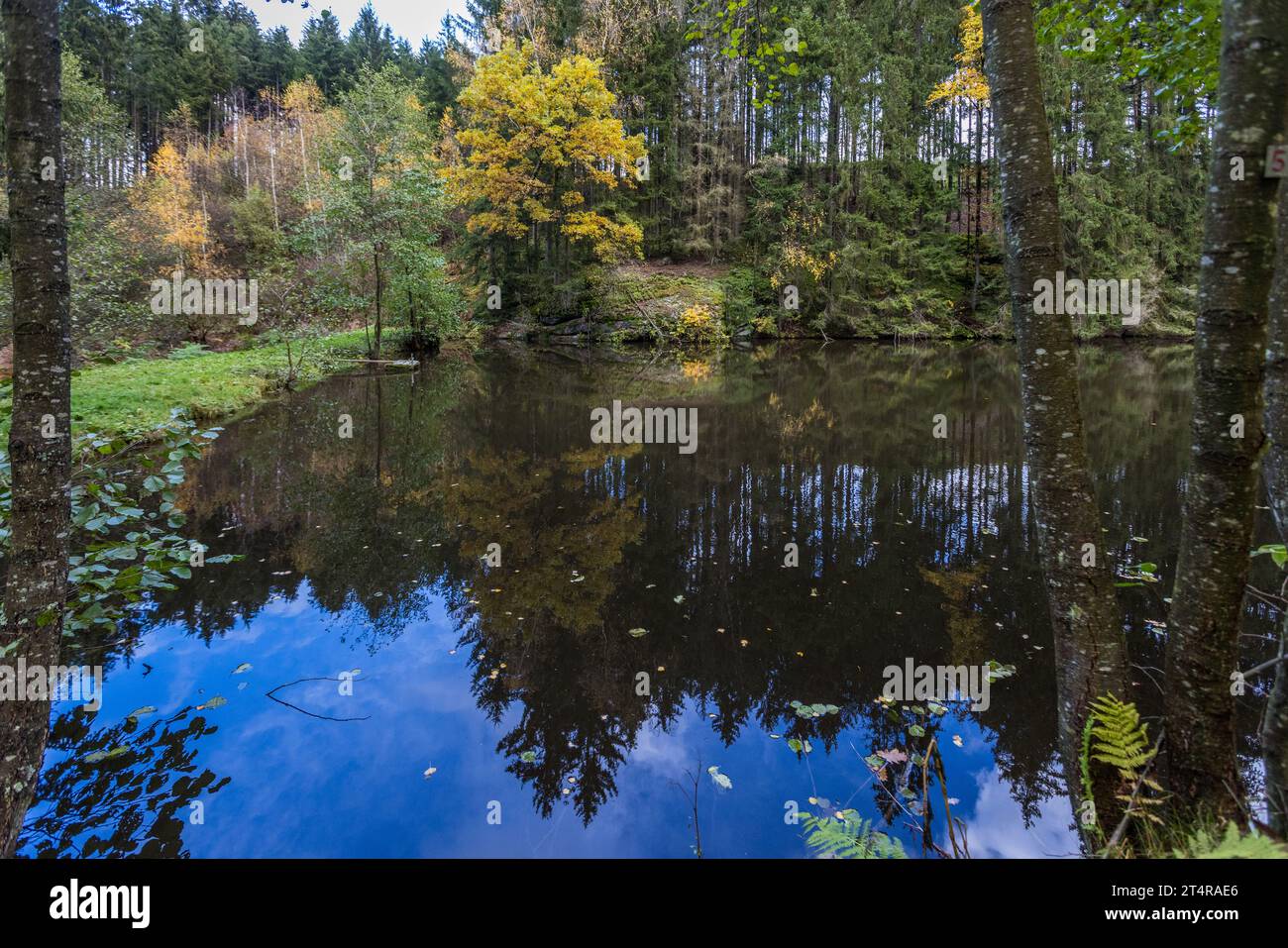 Ein mit Wasser gefüllter Teich, der als Teil eines Ketten­teich­systems nahe Falkenberg in der Oberpfalz, Deutschland, angelegt wurde, spiegelt auf seiner ruhigen Oberfläche Bäume mit herbstfarbenen Blättern wider. Der Teich wurde noch nicht abgefangen und dient weiterhin der Karpfenaufzucht. Stockfoto
