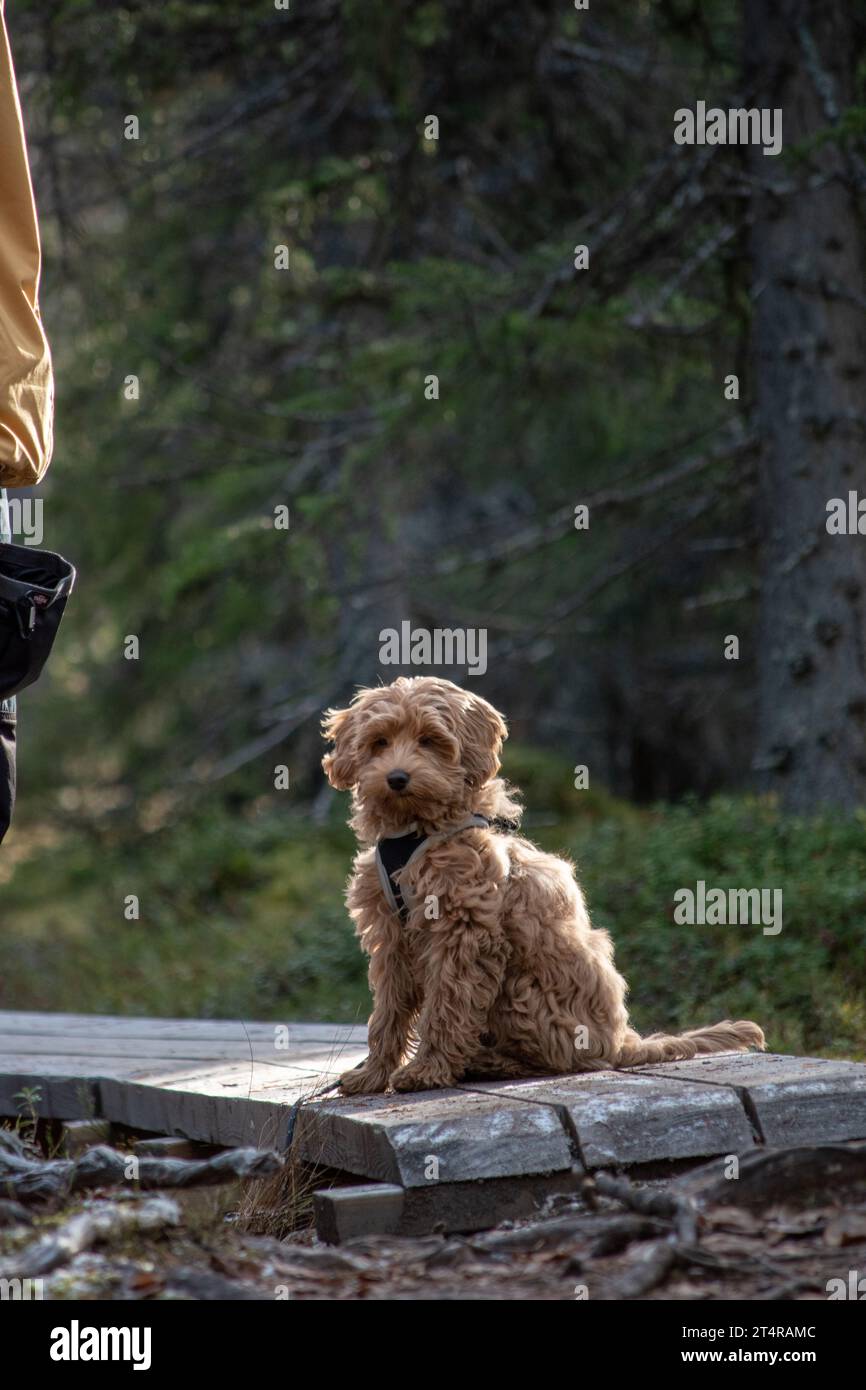 Australisches Labradoodle-Welpe, Aprikosenfarben. Auf einem Wanderweg im skandinavischen Wald. Stockfoto