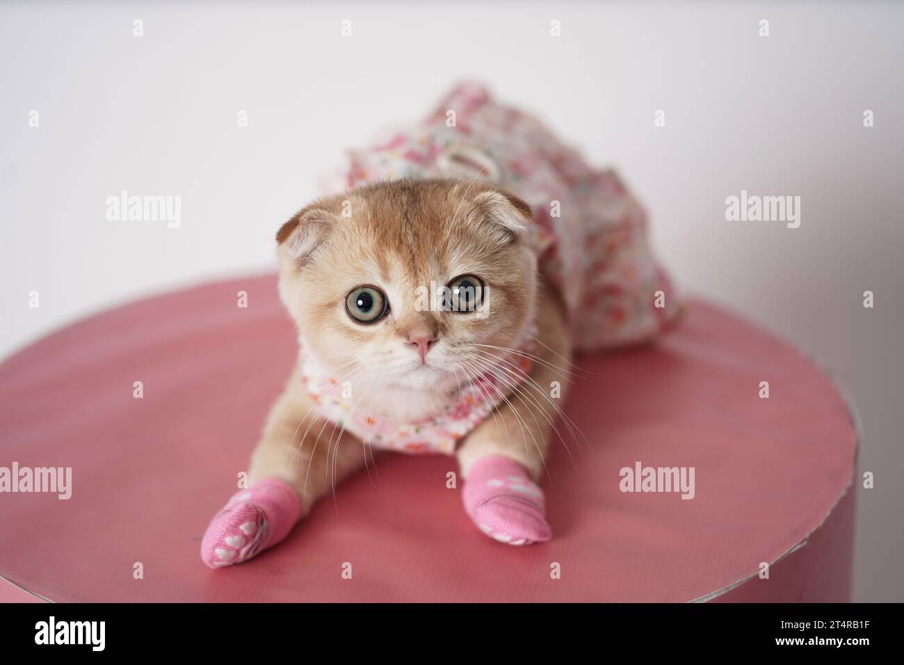 Süßes kleines Kätzchen, das ein Kleid und Socken auf einem rosa Tisch trägt. Kleine schottische Faltkatze verkleidet. Stockfoto