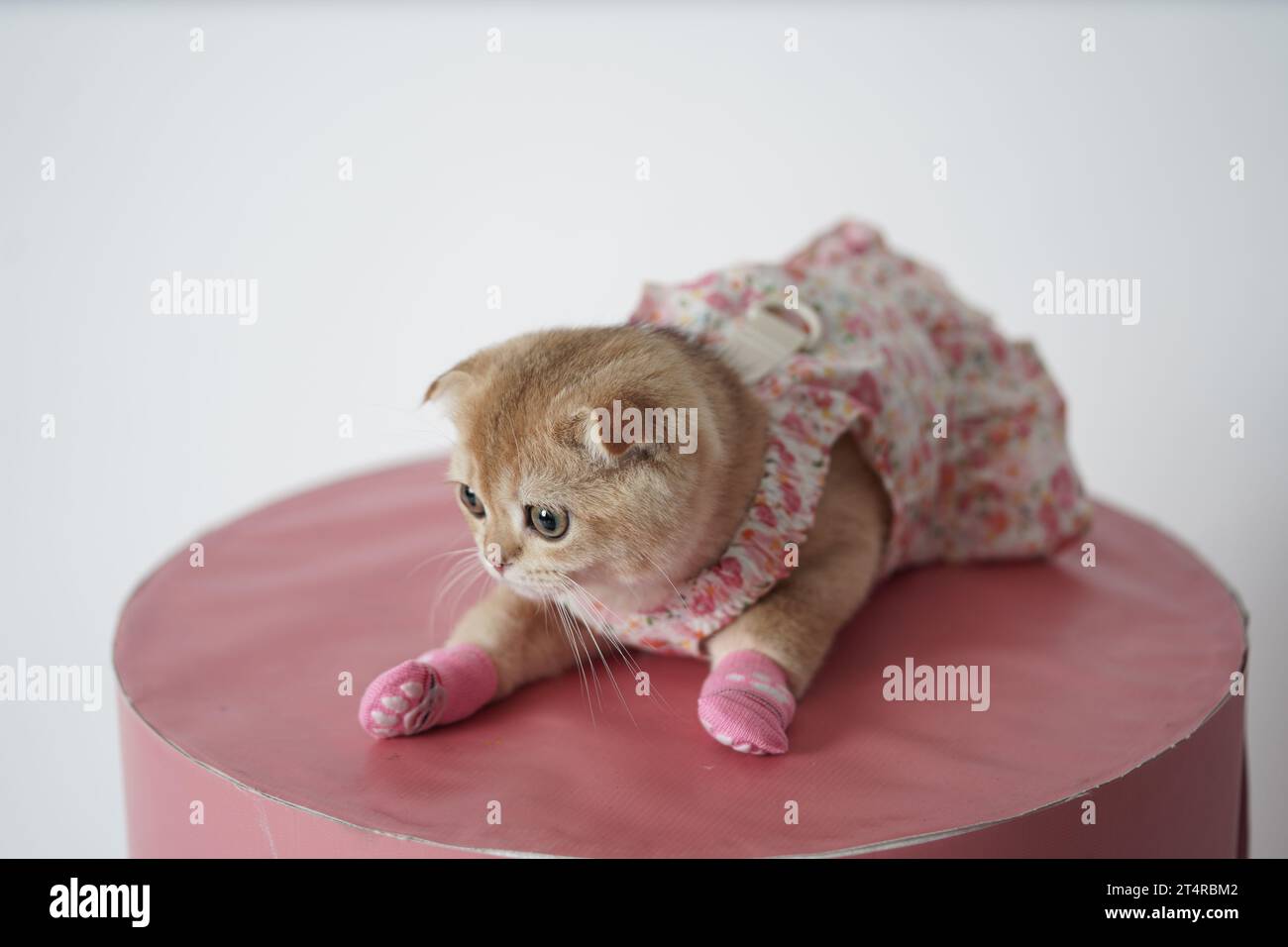 Süßes kleines Kätzchen, das ein Kleid und Socken auf einem rosa Tisch trägt. Kleine schottische Faltkatze verkleidet. Stockfoto