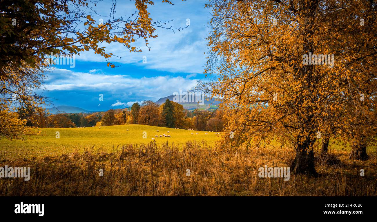 Herbstfarbe in South Lanarkshire, Schottland Stockfoto