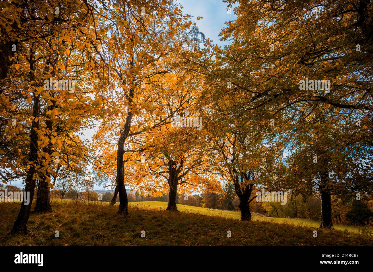 Herbstfarbe in South Lanarkshire, Schottland Stockfoto