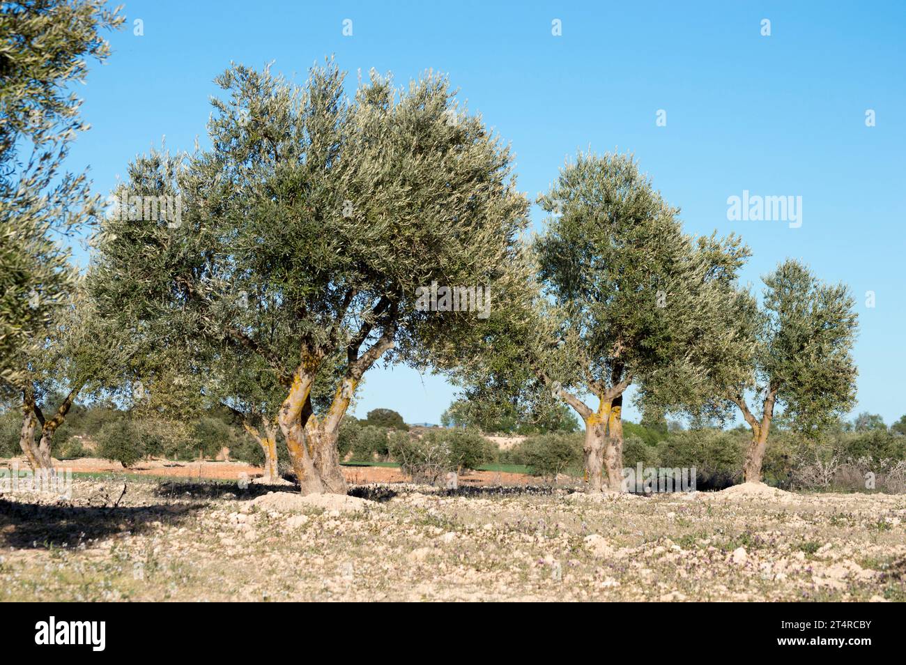 Olivar Mediterráneo en España fuente de aceite de oliva virgen extra Stockfoto