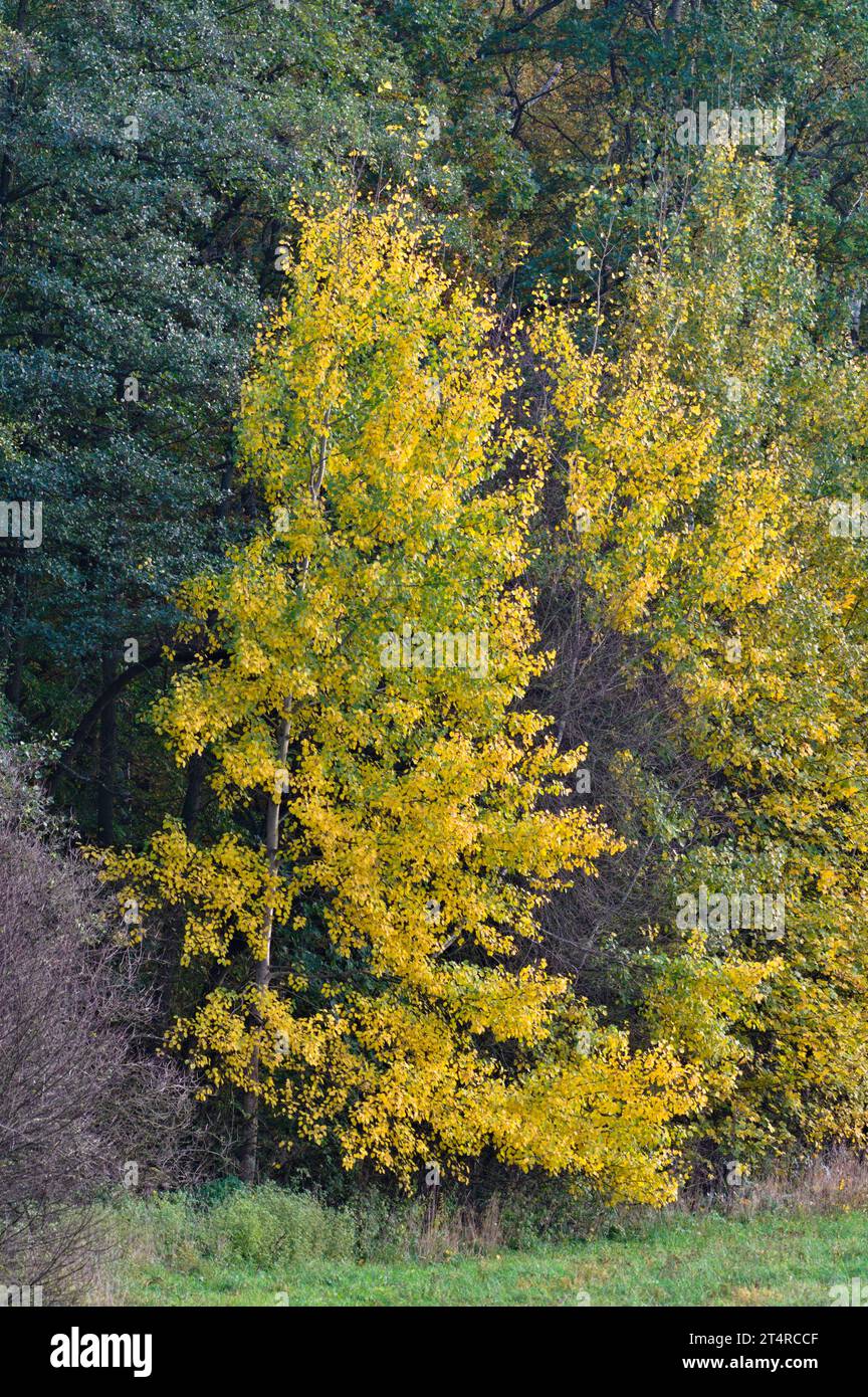 Farbenfrohe Herbstlandschaft. Laub mit saisonalen gelben Blättern auf dem Feld am bewölkten oktobertag. Stockfoto