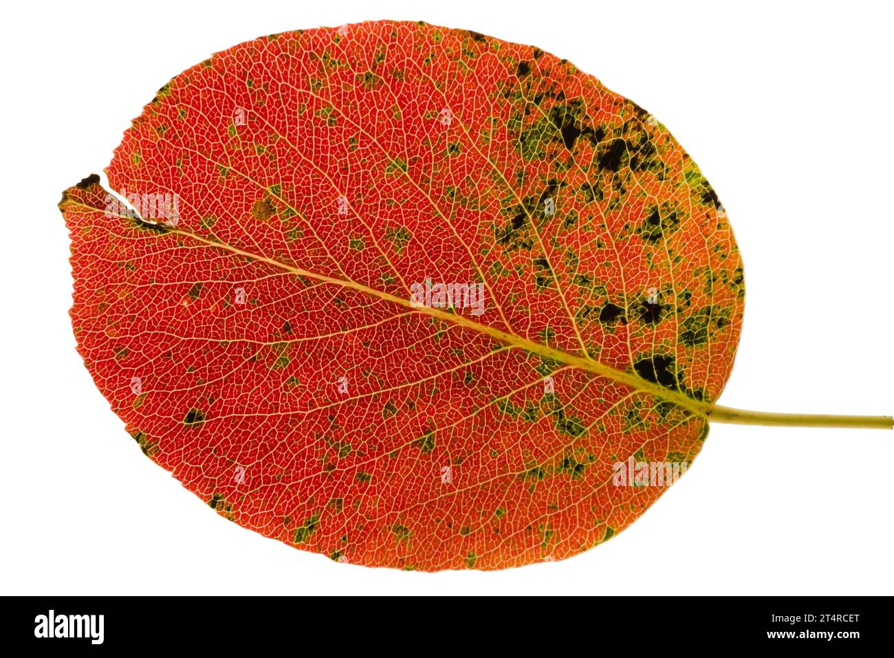 Buntes Herbstlaub. Rote und orangene Nahansicht Birnenbaum-Blattstruktur isoliert auf weißem Hintergrund. Tschechische republik Natur im oktober. Stockfoto