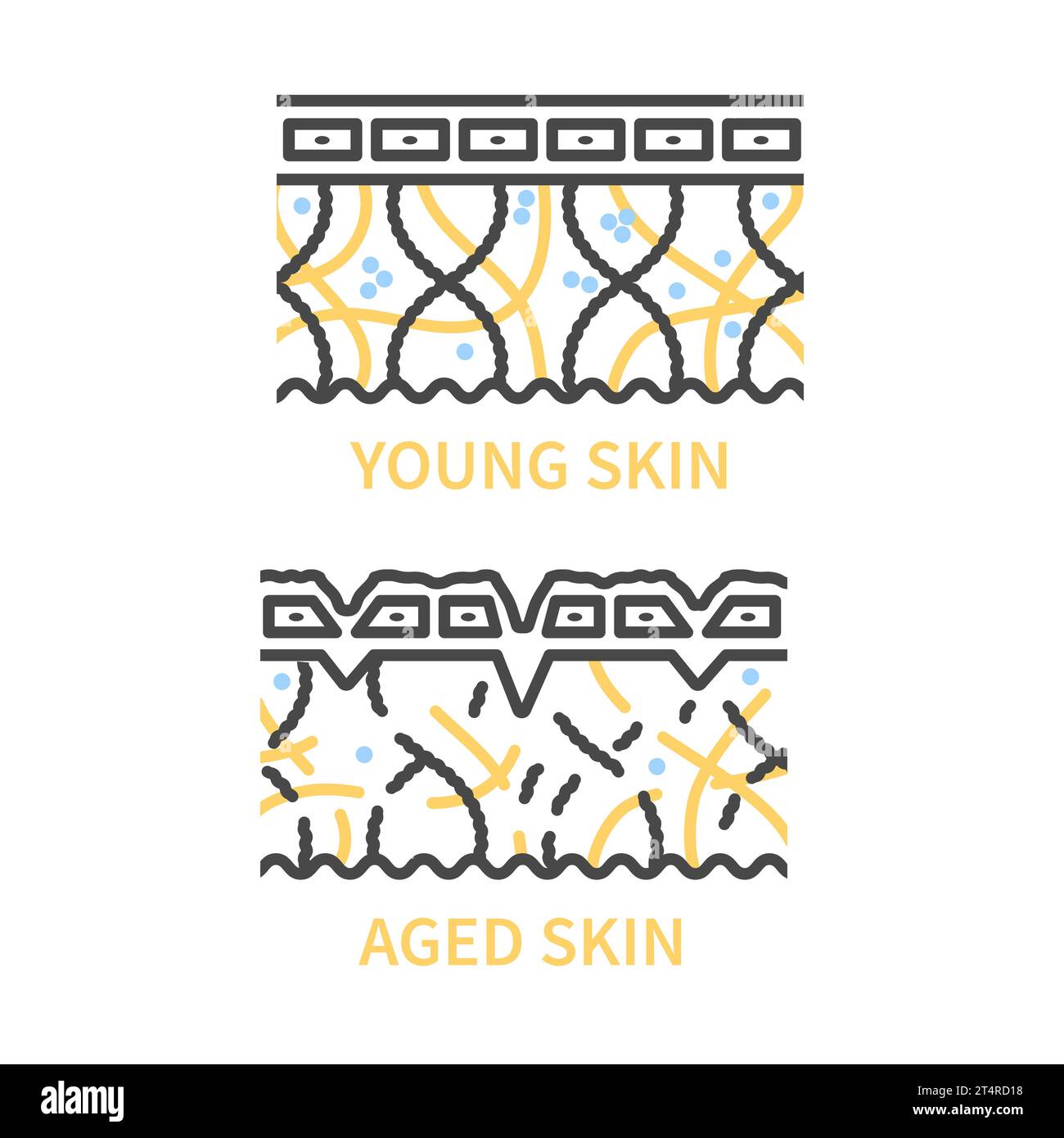 Querschnittsdiagramm der jungen und alternden Haut Stock Vektor