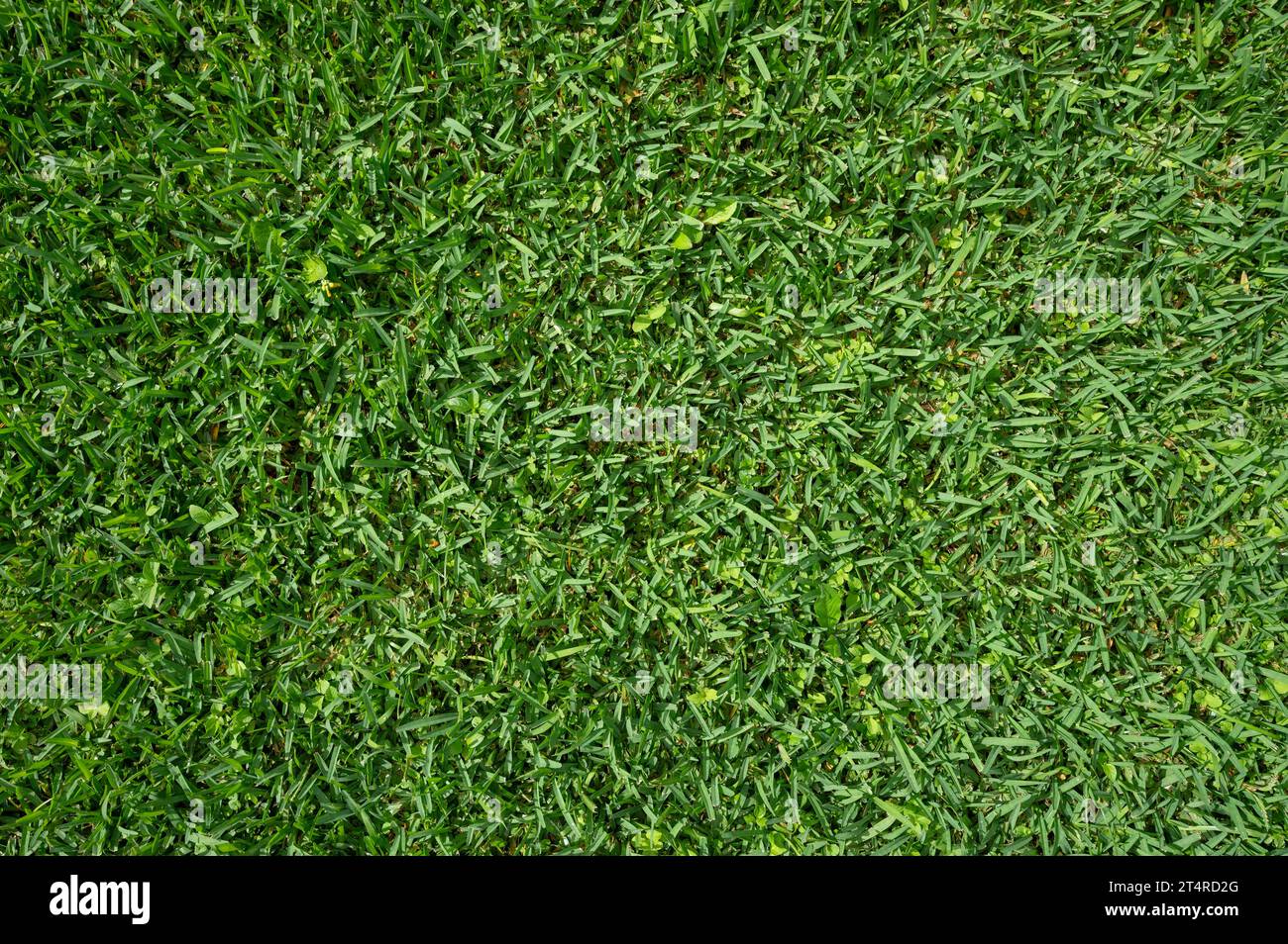 Grünes abstraktes nasses Gras, Makroansicht aus nächster Nähe Stockfoto