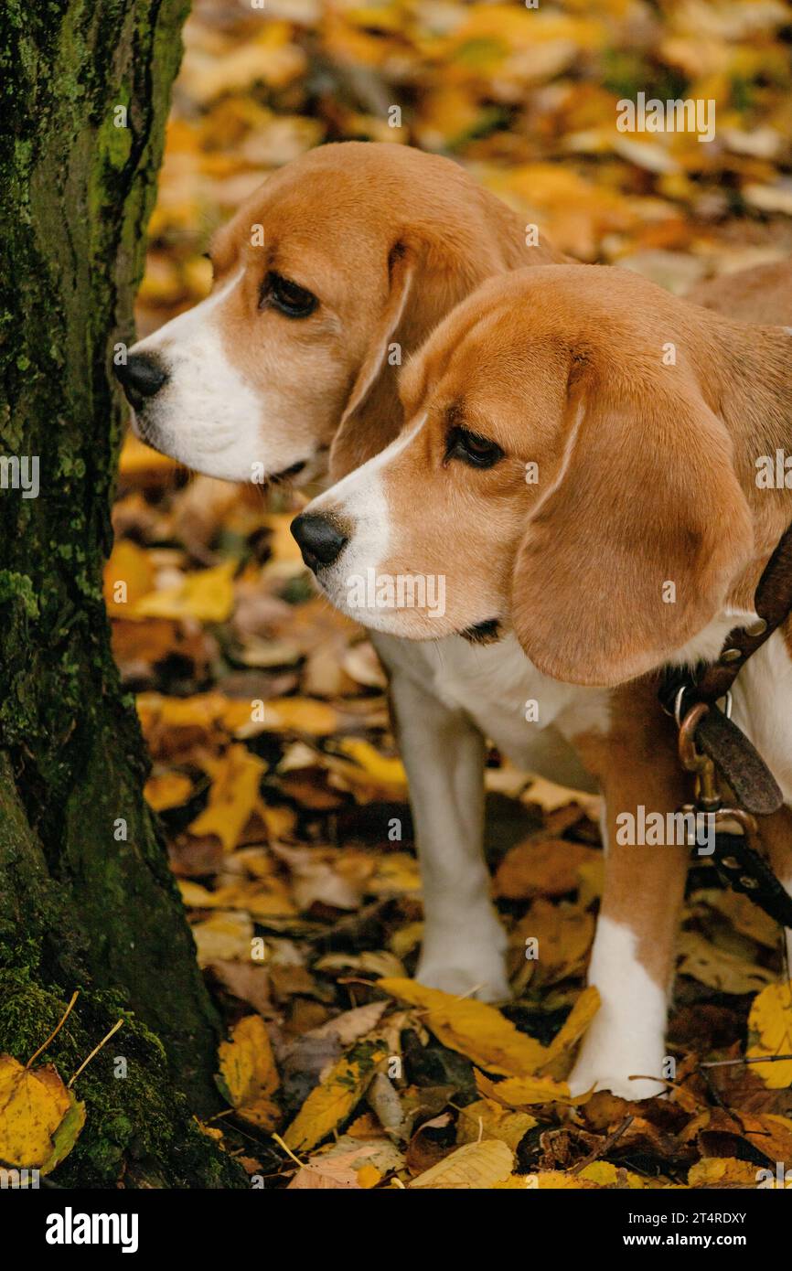 Zwei junge Beagle im Park 2.11.2023 Bialystok Polen. Ein paar junge Beagler und Herbstzeit. Stockfoto