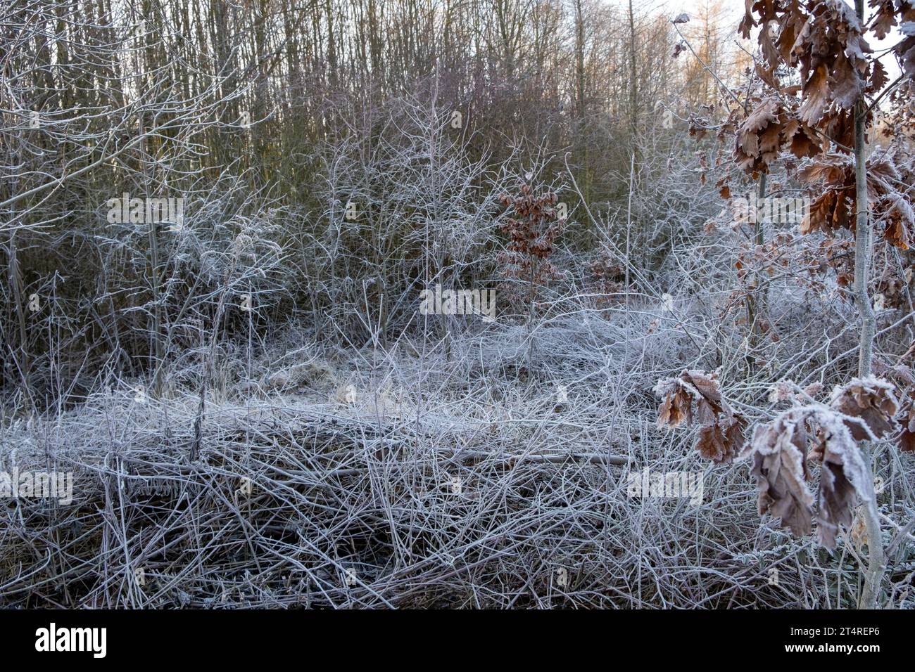 Raureif an Pflanzen, märchenhafte Frostlandschaft, geheimnisvolle Winterlandschaft, Winterzeit Stockfoto