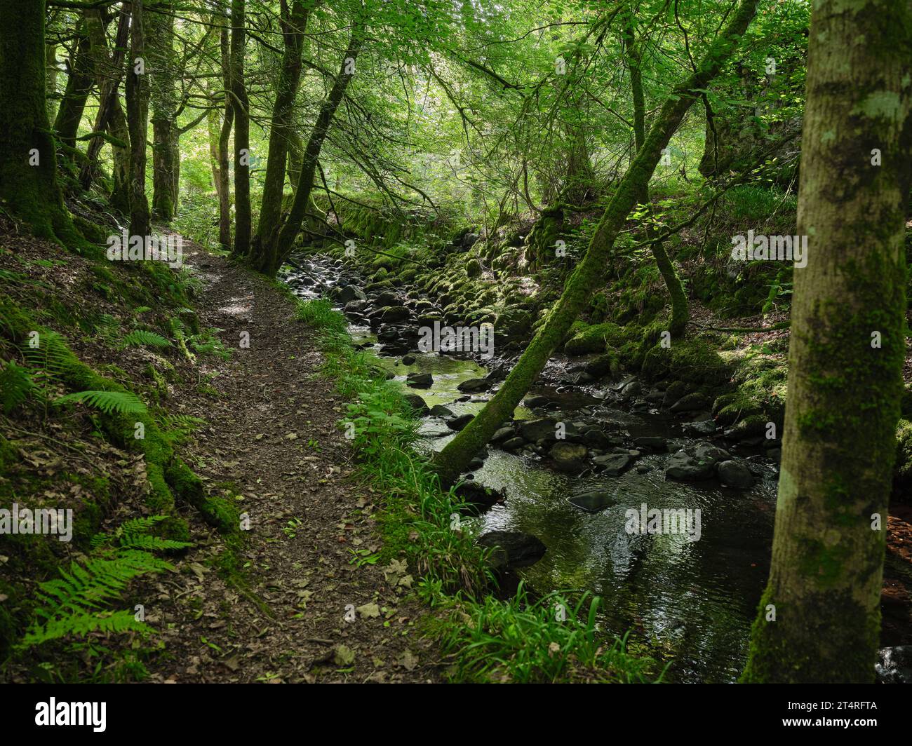 Ein Blick im September flussaufwärts entlang des Fußwegs neben dem EAS Dhu Burn bei Strachur, Argyll, Schottland Stockfoto