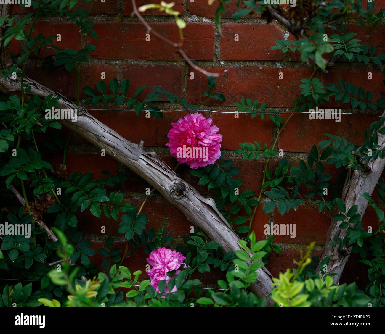 Nahaufnahme der rosafarbenen Blume und der grünen Blätter der Kletterrose rosa roxburghii plena. Stockfoto