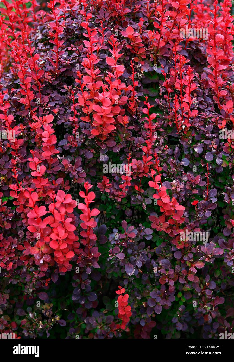 Nahaufnahme der kleinen orange-roten Herbstblätter der Gartenhecke berberis thunbergii-Orangenrakete. Stockfoto