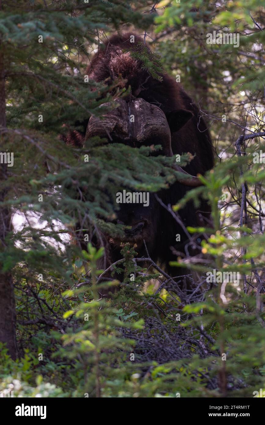 Moschusochsen zwischen den Bäumen im Wald. Aufgenommen im Nationalpark Thaidene Nëné, Nordwest-Territorien, Kanada. Nahaufnahme des Bildes. Stockfoto
