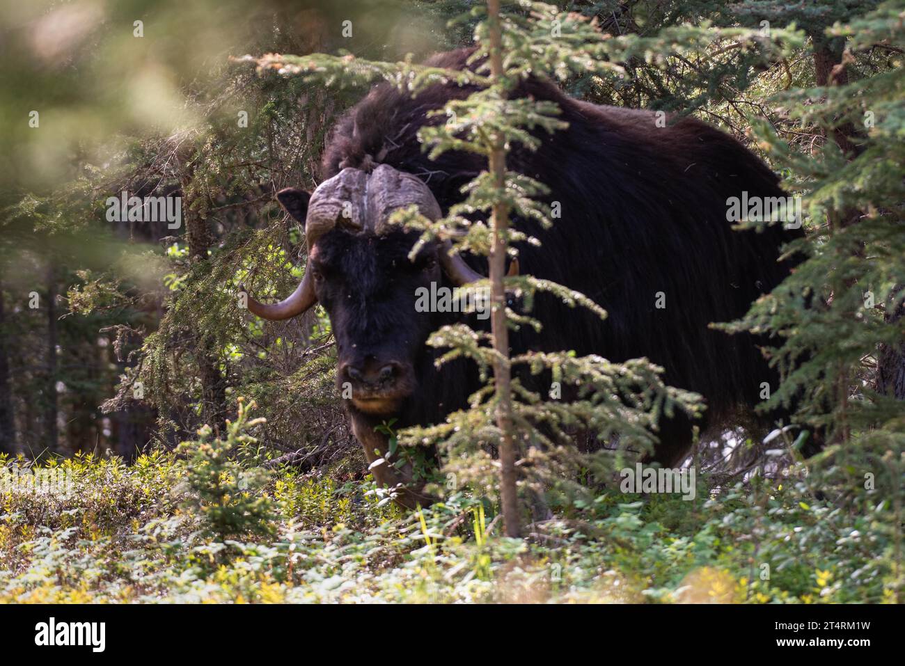 Moschusochsen zwischen den Bäumen im Wald. Aufgenommen im Nationalpark Thaidene Nëné, Nordwest-Territorien, Kanada. Nahaufnahme des Bildes. Stockfoto