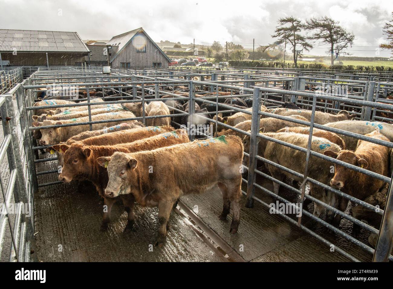 Rinderpennage Cutcombe Viehmarkt Stockfoto