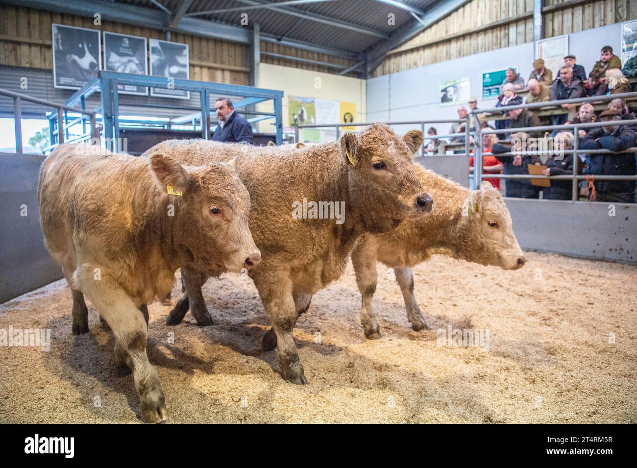 charolais x Färsen auf dem Viehmarkt Stockfoto
