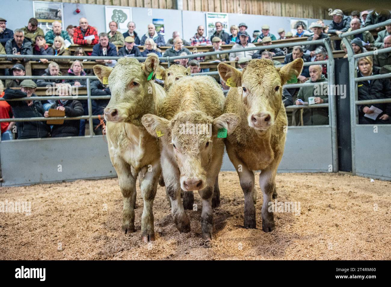 Rinder auf dem Viehmarkt Stockfoto