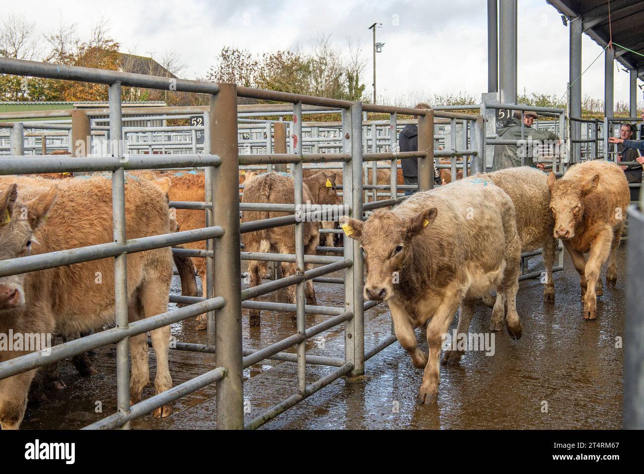 Rinder auf dem Viehmarkt Stockfoto