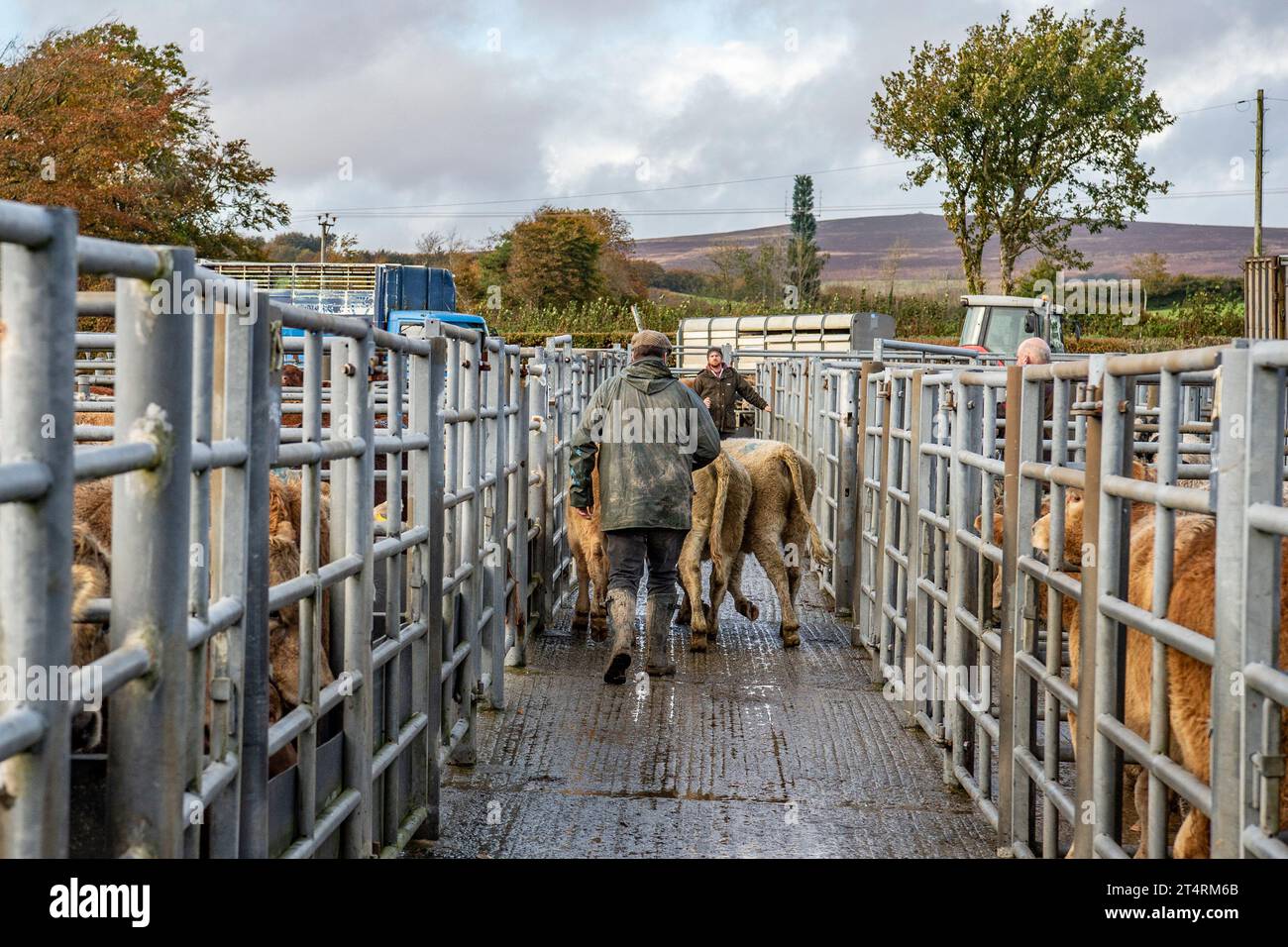 Verladung von Rindern auf dem Viehmarkt Stockfoto