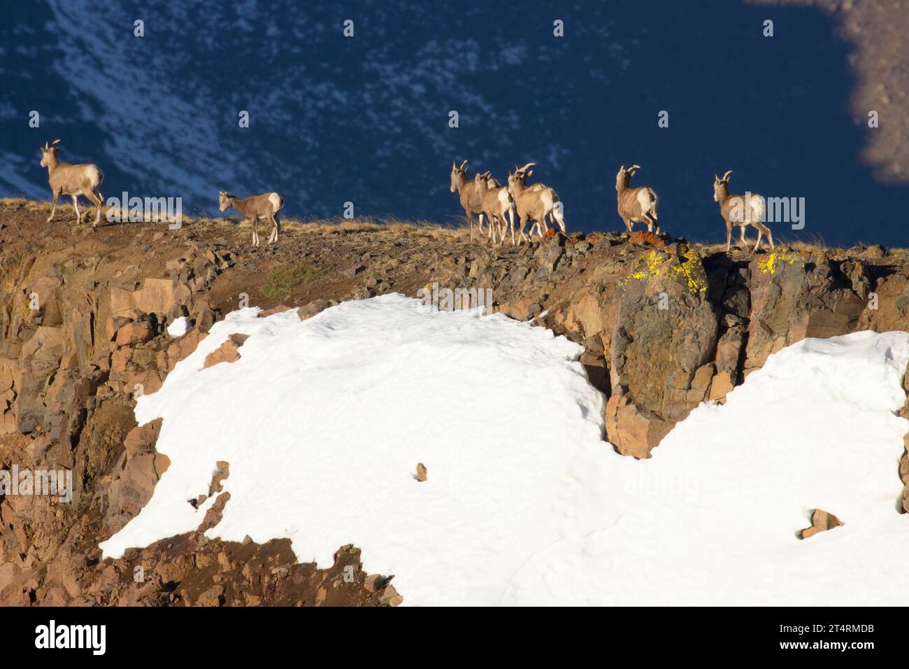 Dickhornschaf (Ovis canadensis) am East Rim, Steens Mountain Wilderness, Steens Mountain Cooperative Management and Protection Area, Oregon Stockfoto