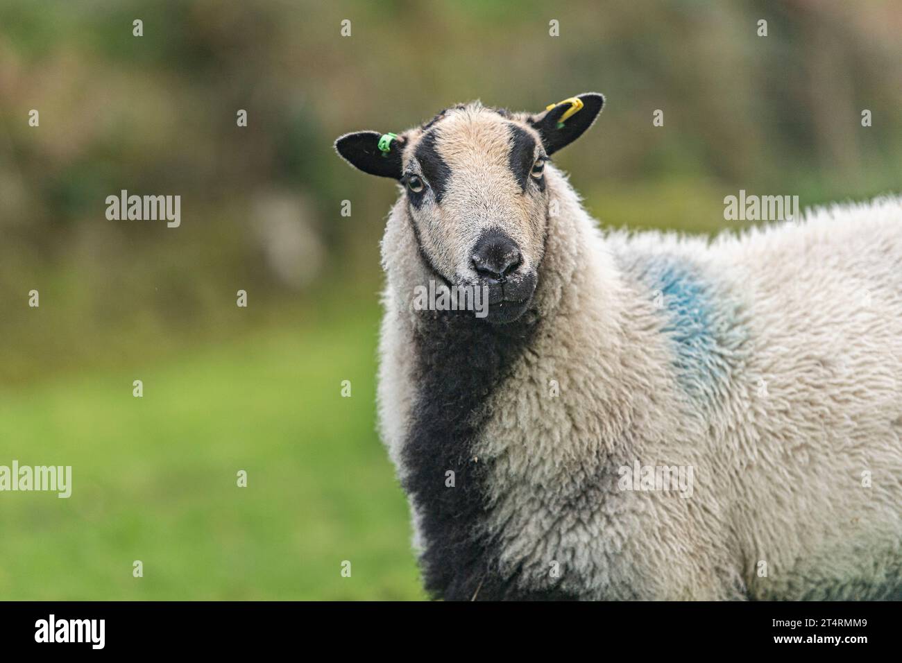 badger stellte sich walisischen Bergschafen gegenüber Stockfoto