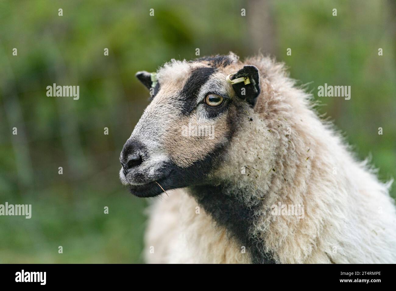 badger stellte sich walisischen Bergschafen gegenüber Stockfoto