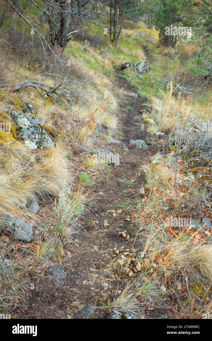 Levi Brinkley Trail, Donner und Blitzen Wild and Scenic River, Steens Mountain Protection Area, Oregon Stockfoto