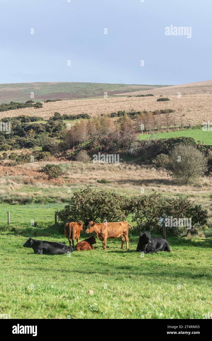 Angusbulle und Kühe, die auf Dartmoor weiden Stockfoto