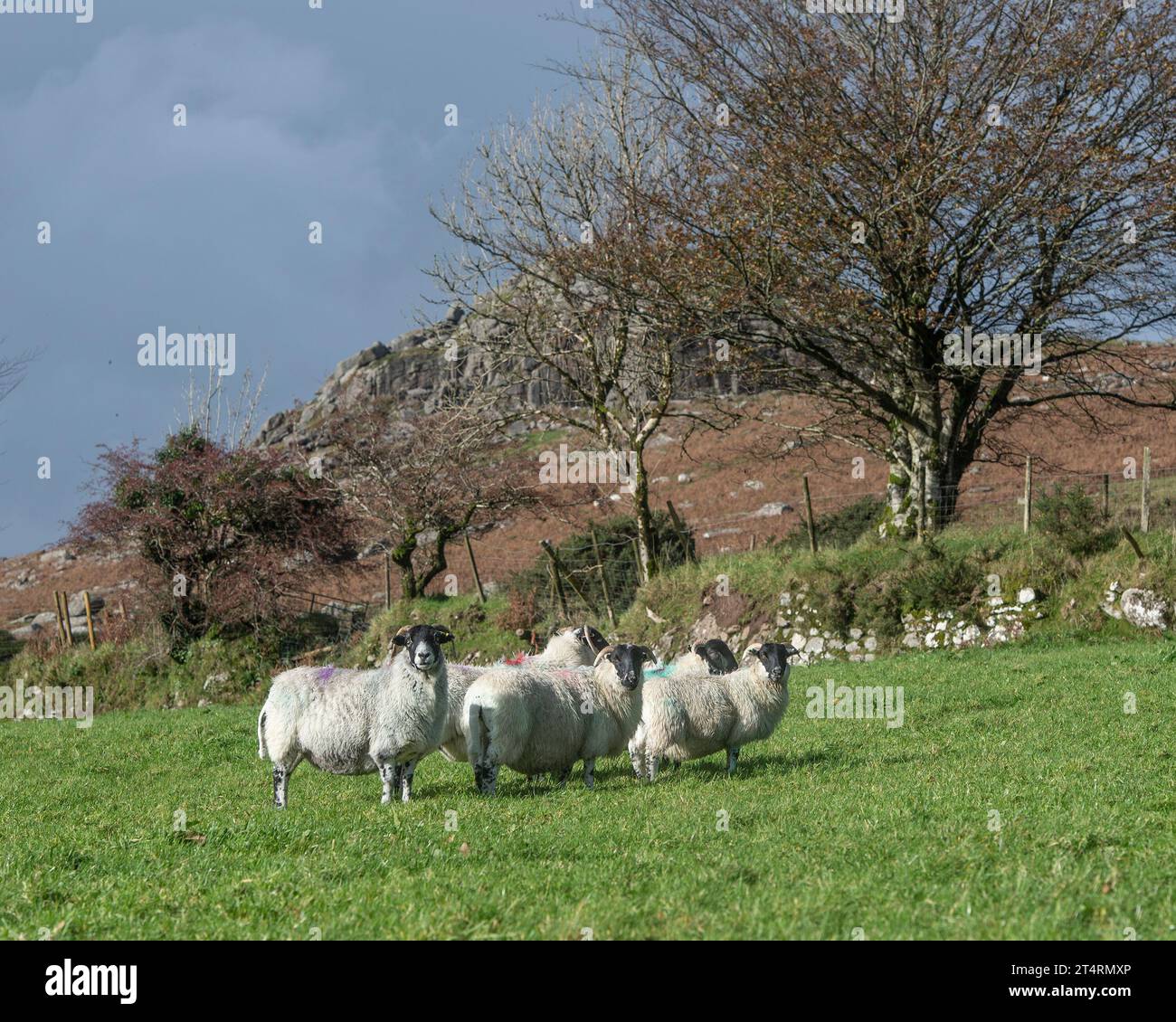 Schafherde auf Dartmoor Stockfoto