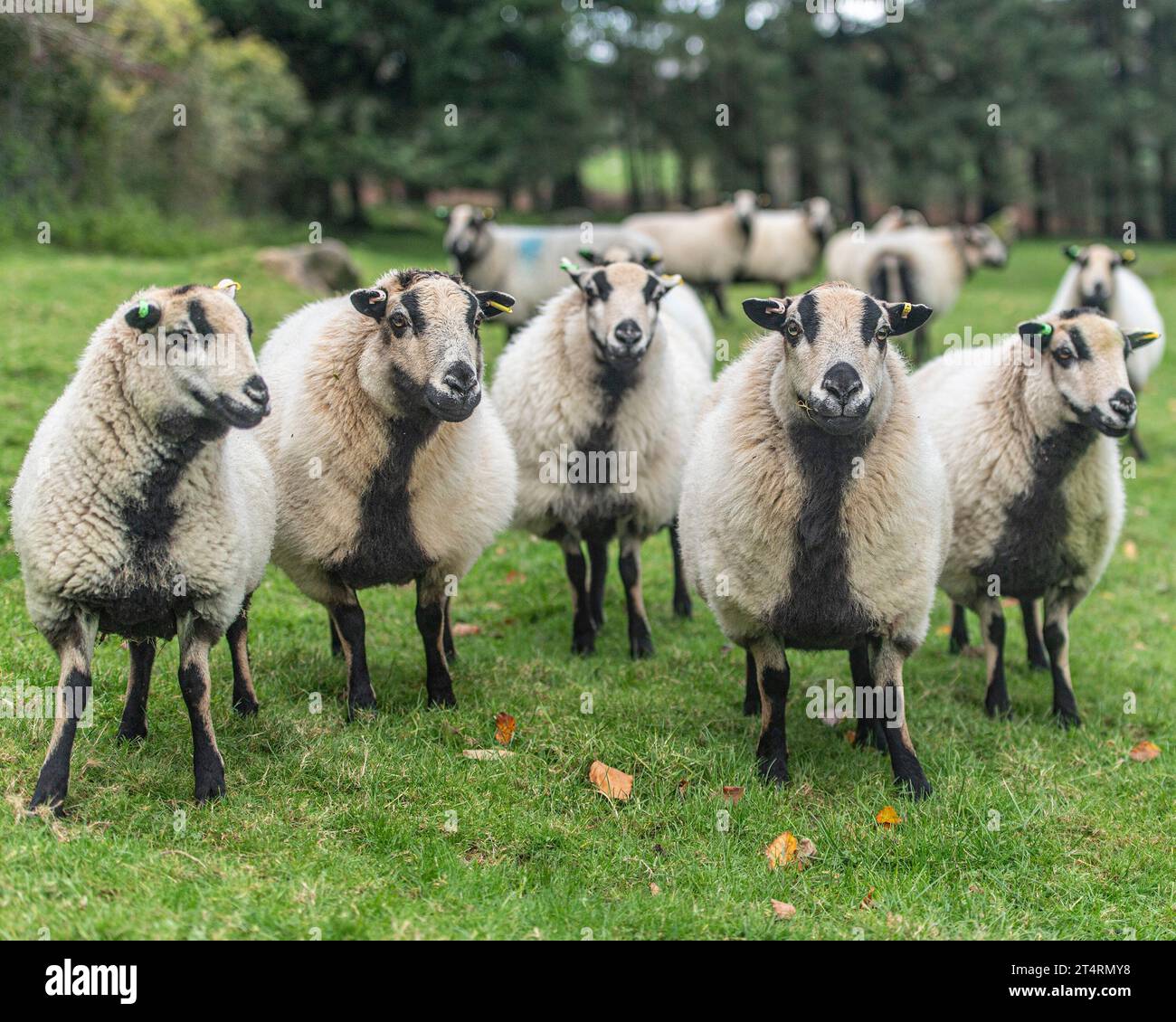 Helens Dachs Gesicht Herde Stockfoto