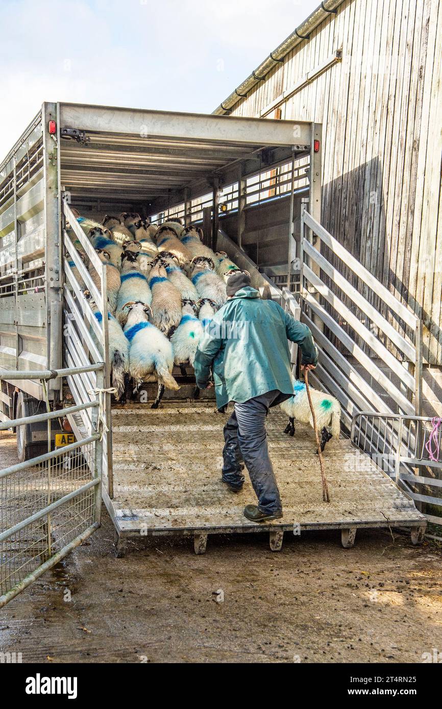 Die Schafe werden in einen LKW geladen Stockfoto