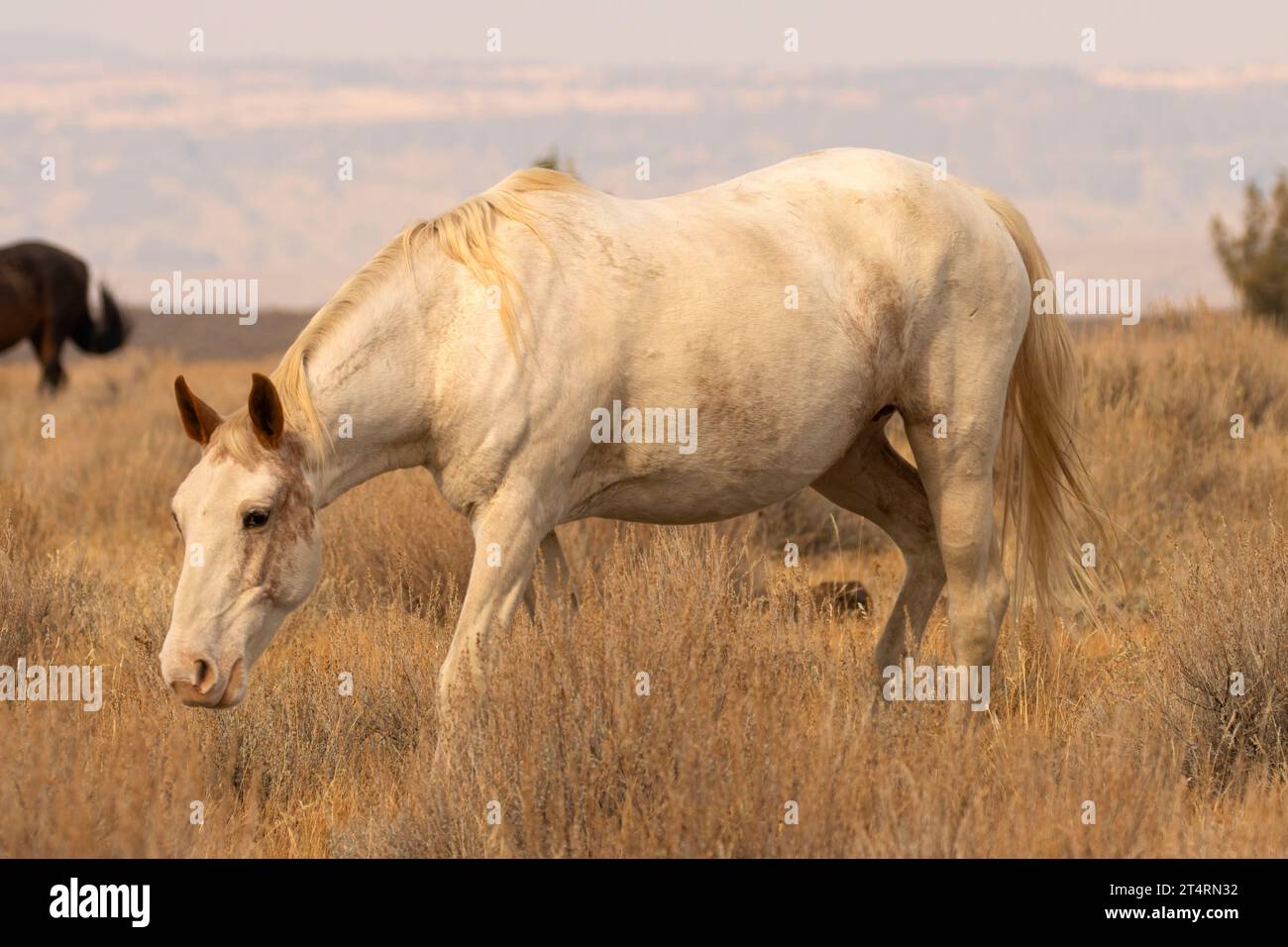 South Steens Wild Horse, Steens Mountain Cooperative Management and Protection Area, Oregon Stockfoto