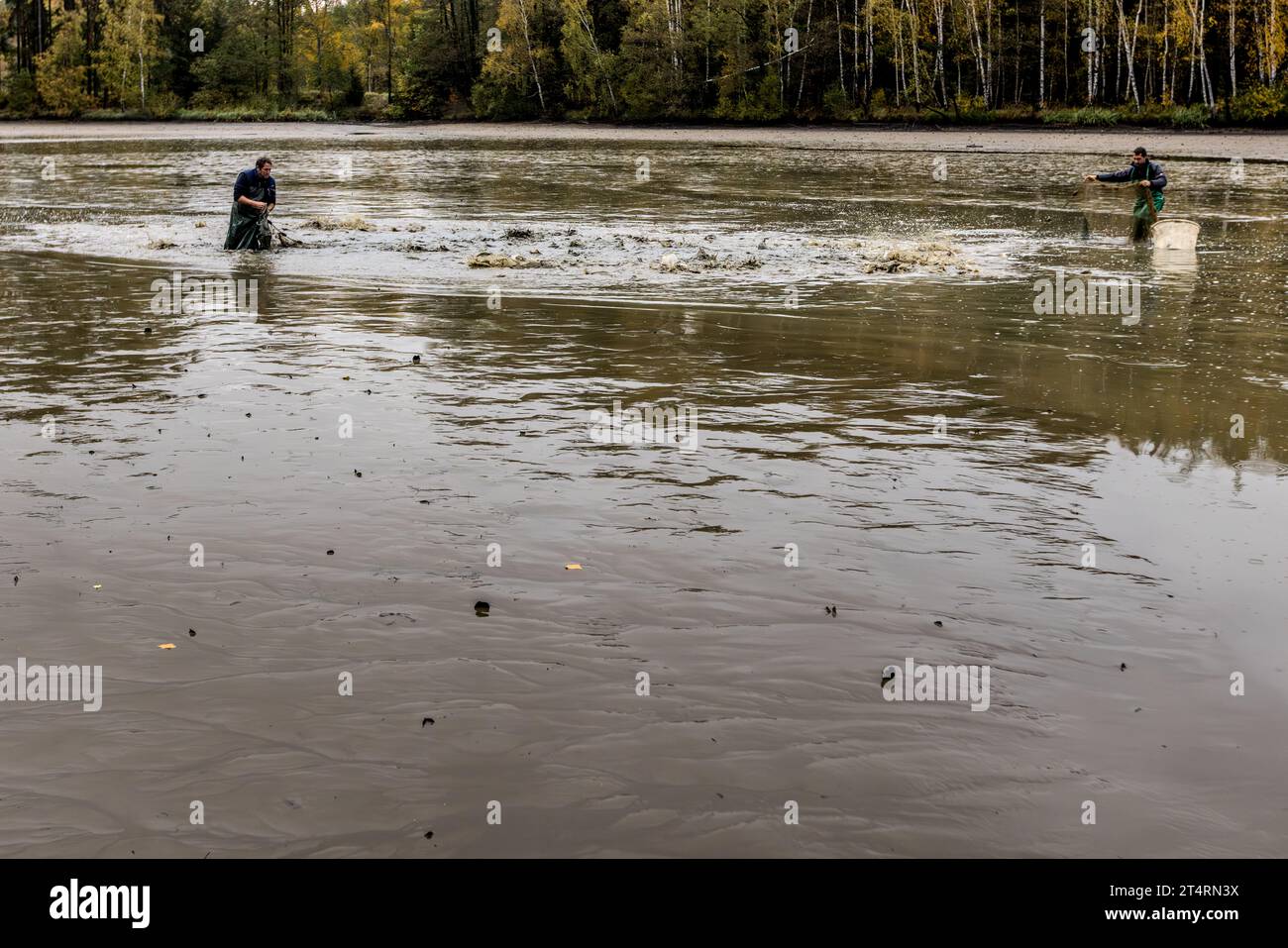 Teichhalter in der Oberpfalz ziehen in einem leeren Teich ein Netz mit Fischen zusammen. Wiesau (VGem), Deutschland Stockfoto