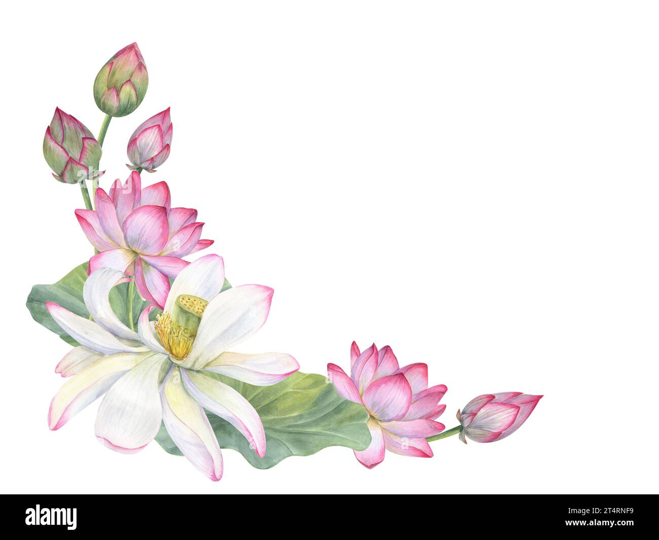 Rahmen aus blühenden Lotusblüten, Knospen, Blättern. Weiße und rosafarbene Seerosen, indischer Lotus, grünes Blatt, Knospen. Leerzeichen für Text. Aquarellabbildung Stockfoto