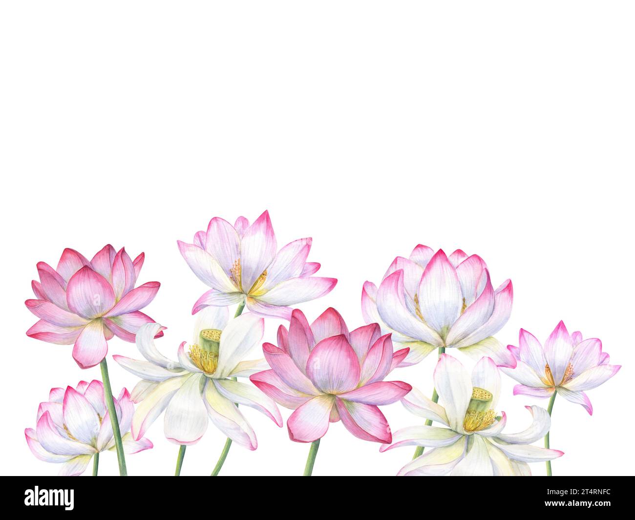 Zusammensetzung rosa Lotusblüten. Blühende Seerosenblüte, indischer Lotus, heiliger Lotus. Kopierbereich für Text. Aquarellabbildung. Für Poster Stockfoto