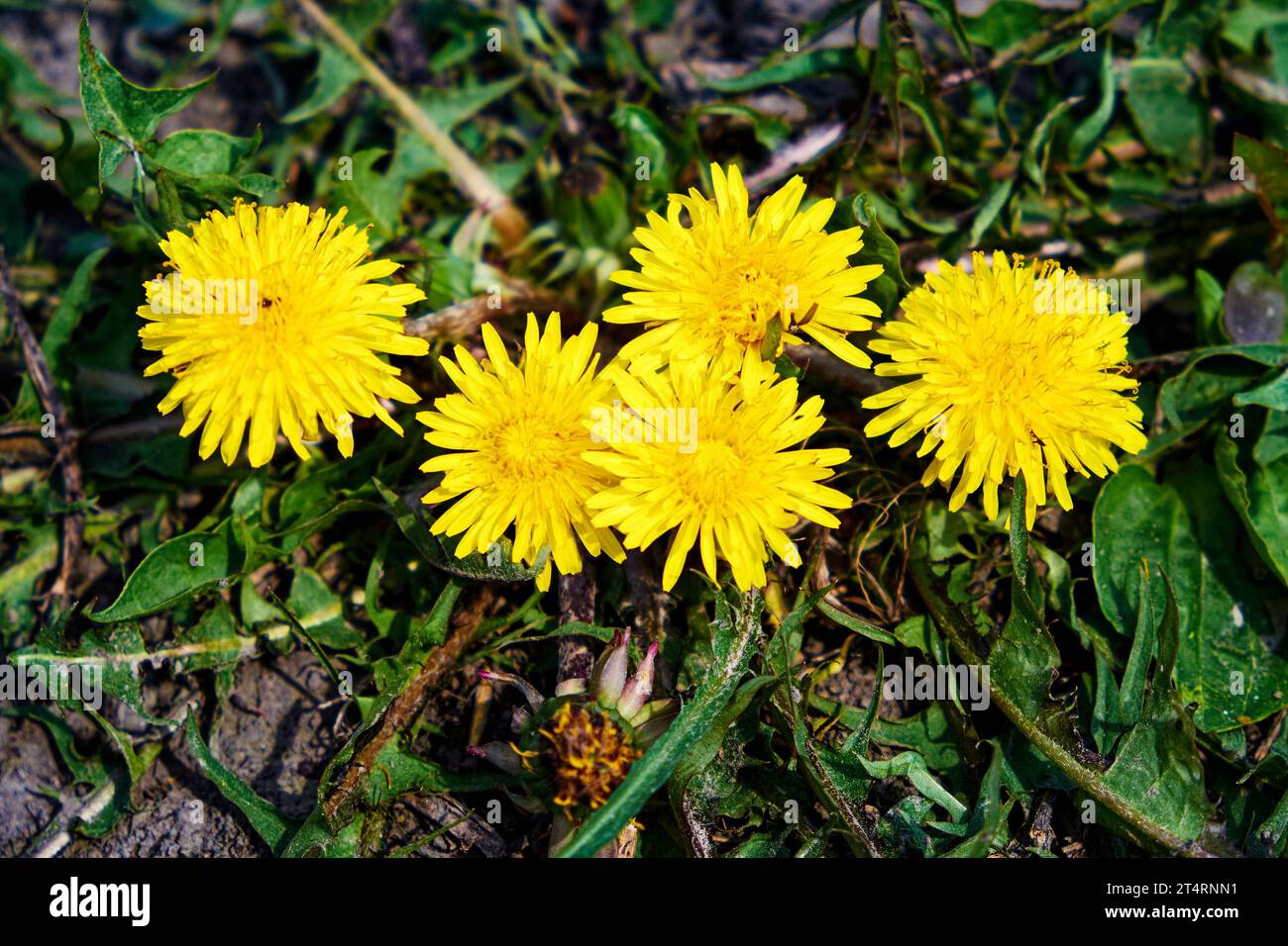 Eine Gruppe von leuchtend gelben Löwenzahn, deren Blütenblätter die Wärme und Freude des Frühlings ausstrahlen, hoch in einem üppigen grünen Feld. Mehrere Löwenzahnströme Stockfoto