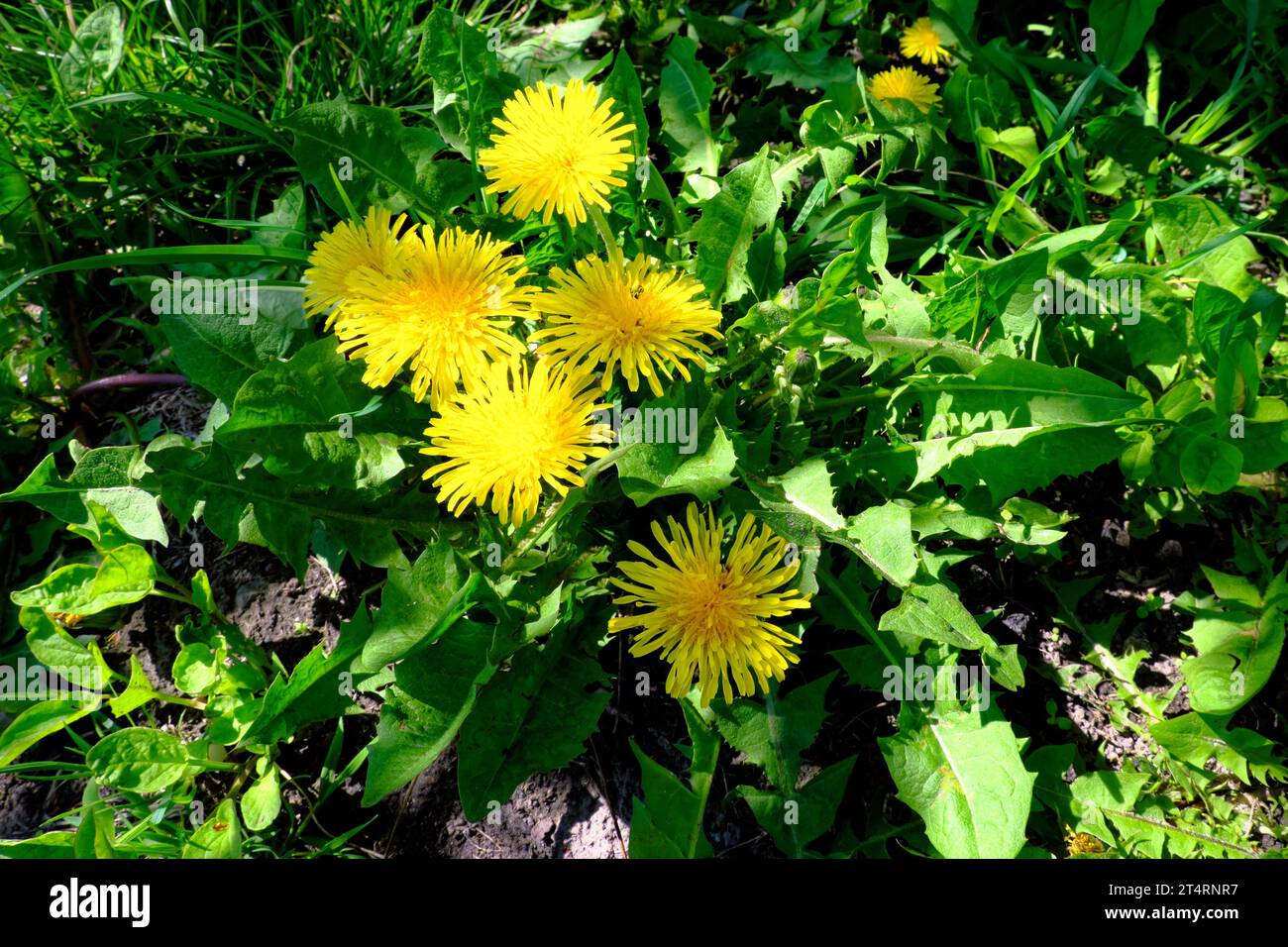 In einer lebhaften Feier der Frühlingsfreude steht eine Gruppe Löwenzahn mit leuchtenden gelben Blütenblättern hoch in einem üppigen grünen Feld und fängt die Welt ein Stockfoto