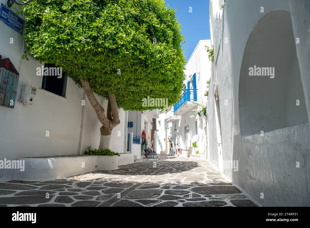 Baum in den Straßen von Parikia, Paros Stockfoto